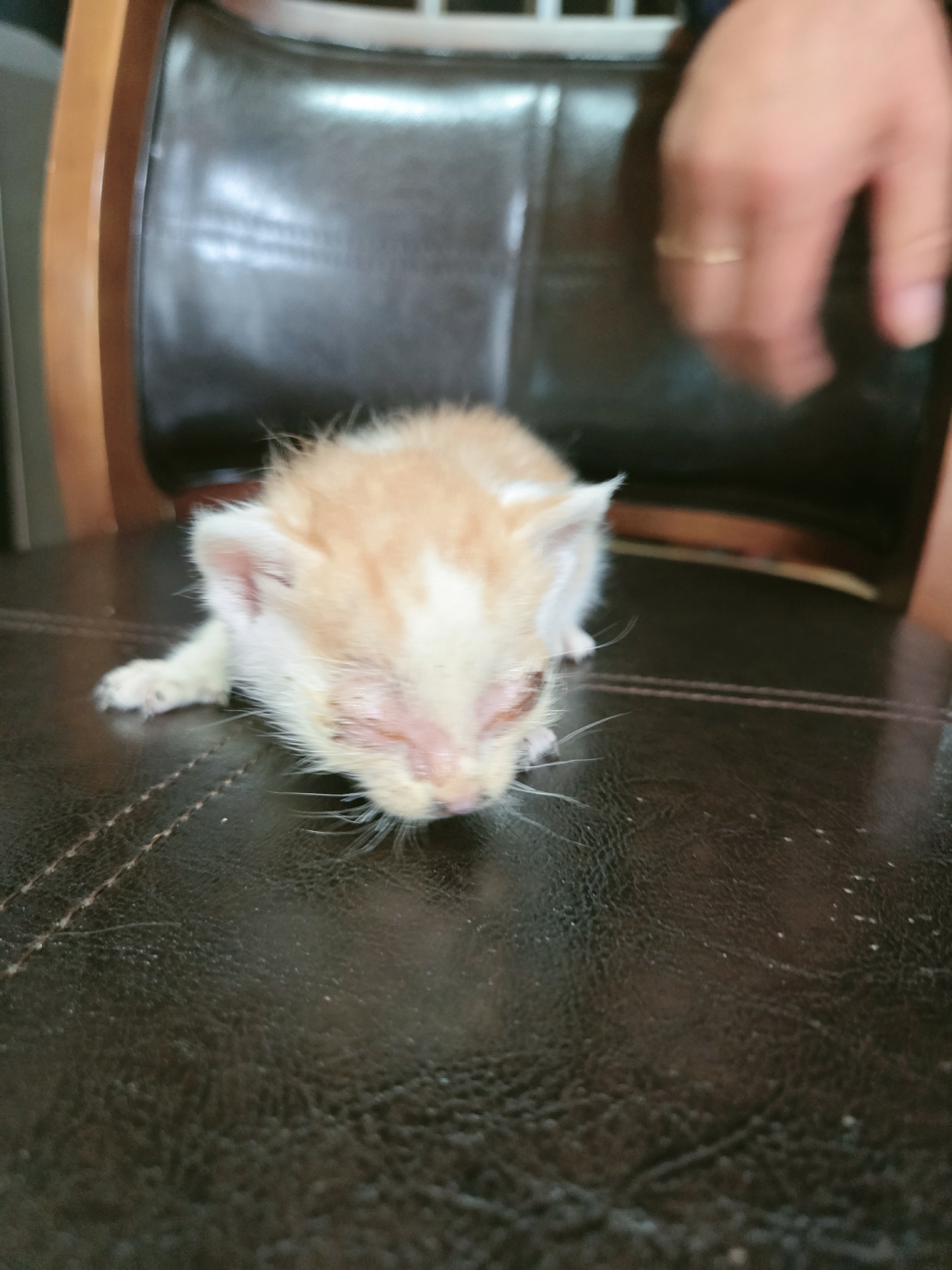 [고양이] 한국 고양이 전남-나주-2025-00666 유기동물 배경 이미지 입니다.